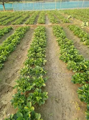 Chandler Strawberry Splits and Runners for Sale -500pcs