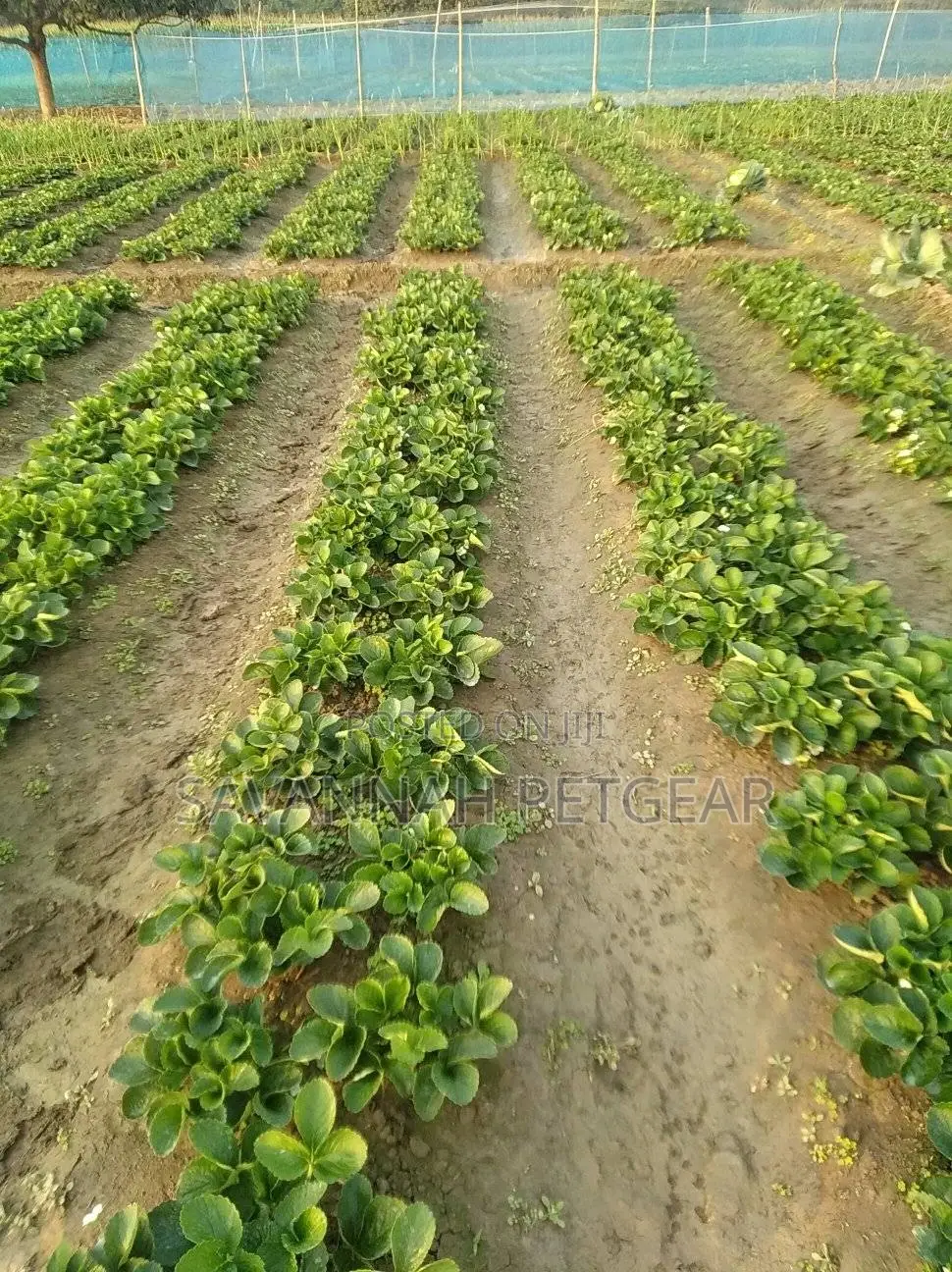 Chandler Strawberry Splits and Runners for Sale -500pcs