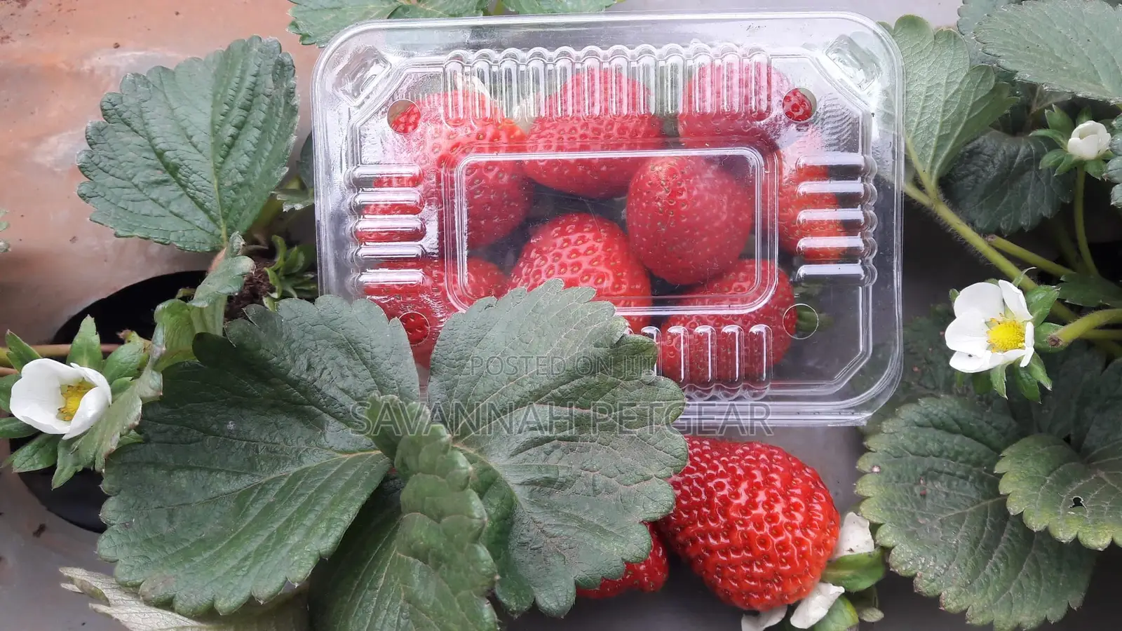 Chandler Strawberry Splits and Runners for Sale -500pcs