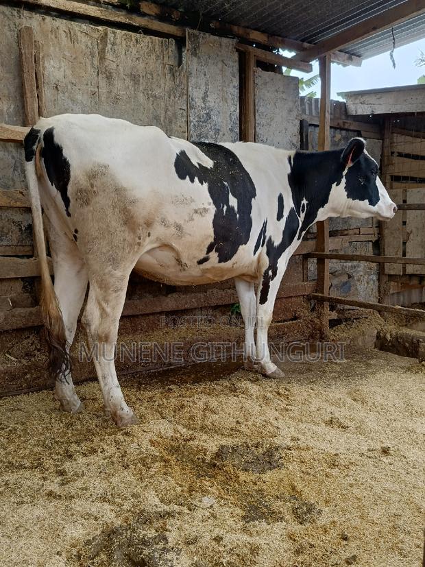 A Super Perdigree Incalf Heifer - main view