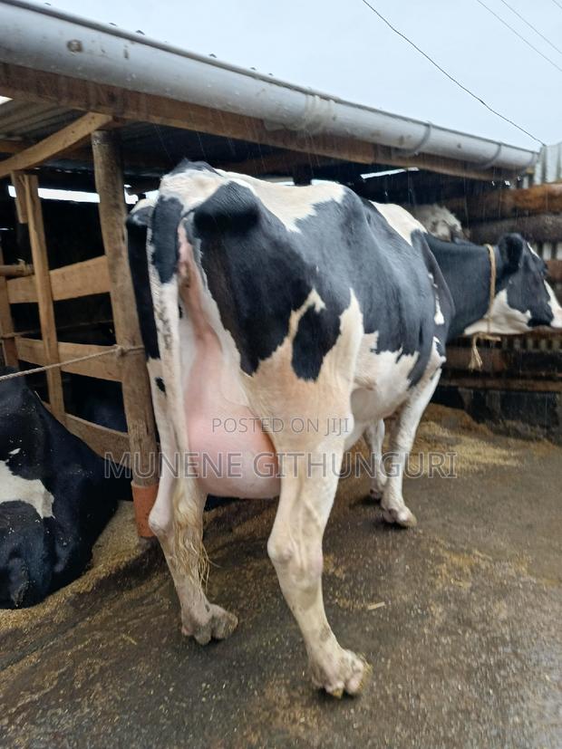 Highly Productive Daily Cow - main view