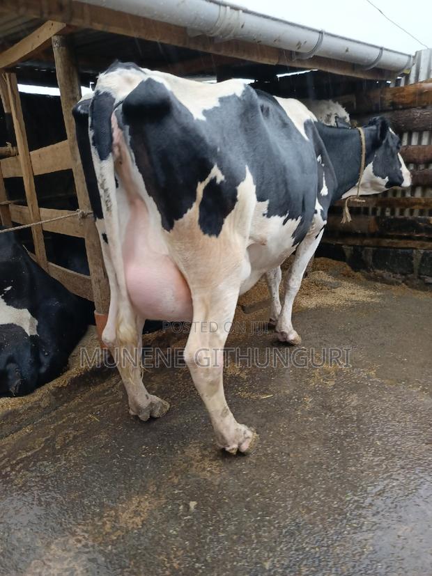 Highly Productive Daily Cow - thumbnail 2