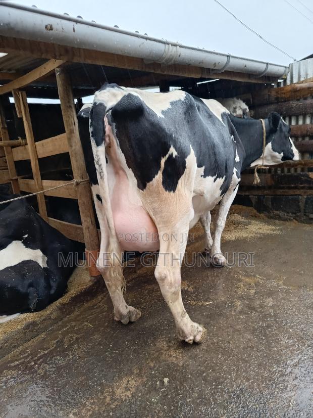 Highly Productive Daily Cow - thumbnail 3