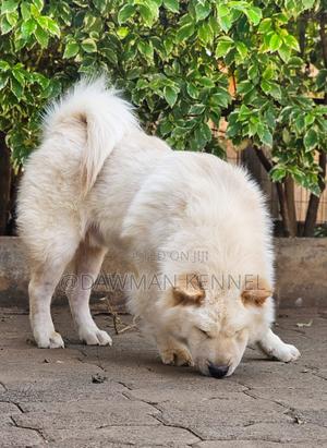 3-6 months Male Purebred Chow Chow - thumbnail 2