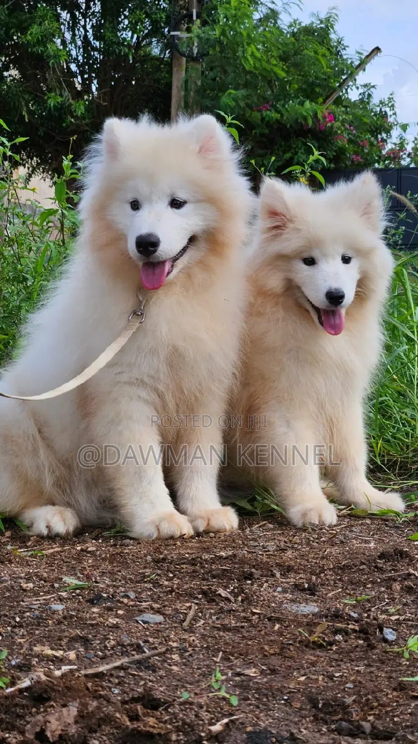 1-3 months Male Purebred Samoyed