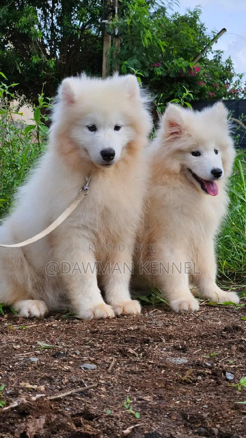 1-3 months Male Purebred Samoyed