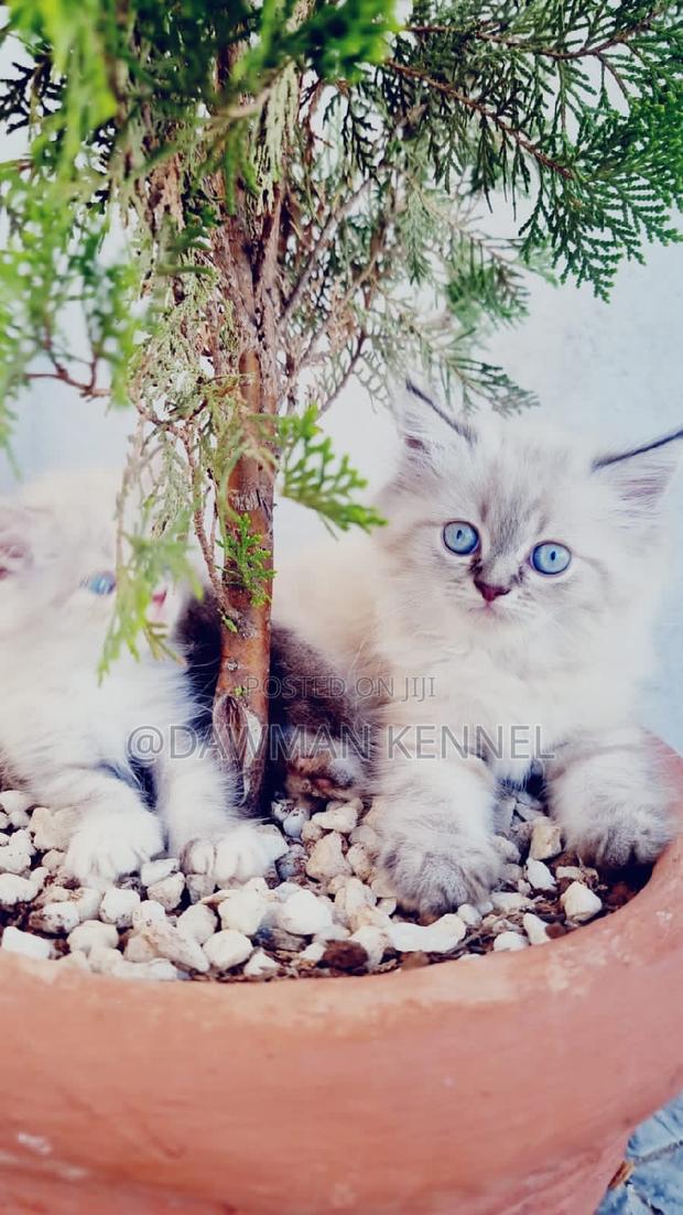 1-3 months Female Purebred Ragdoll - main view