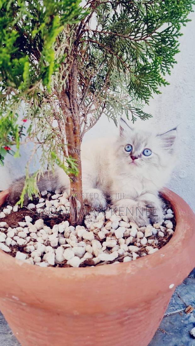 1-3 months Female Purebred Ragdoll - thumbnail 2