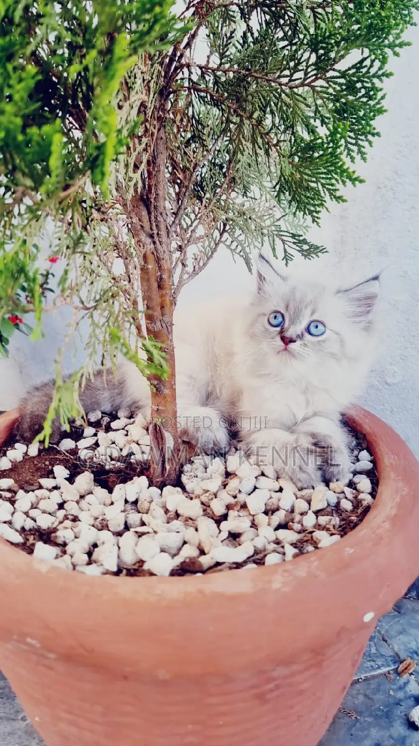 1-3 months Female Purebred Ragdoll