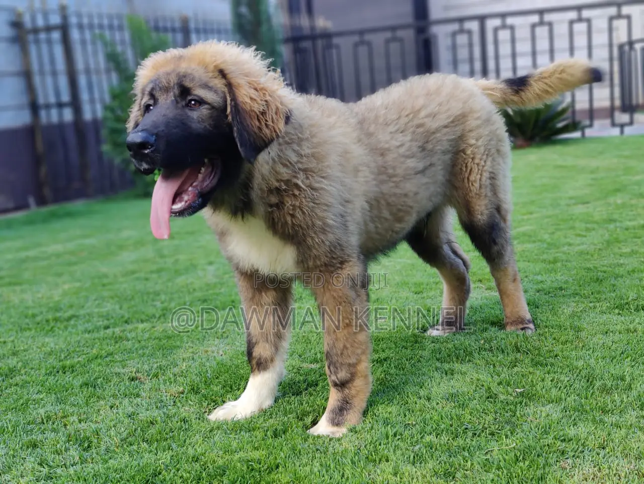 3-6 months Male Purebred Caucasian Shepherd