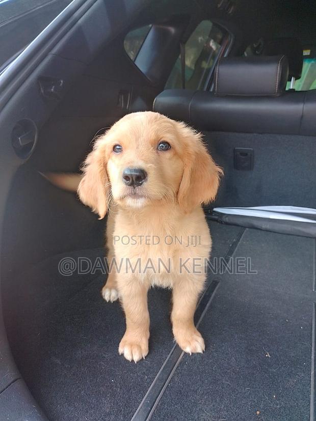 1-3 months Male Purebred Golden Retriever