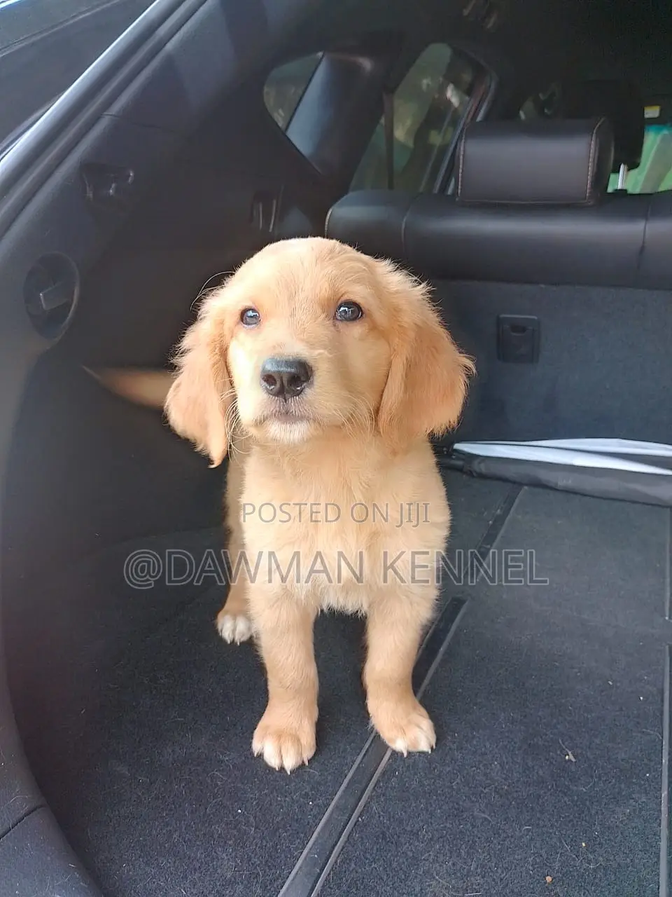 1-3 months Male Purebred Golden Retriever