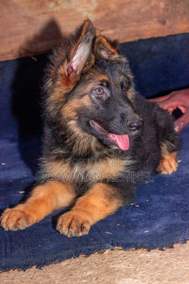 1-3 months Male Purebred German Shepherd - main view