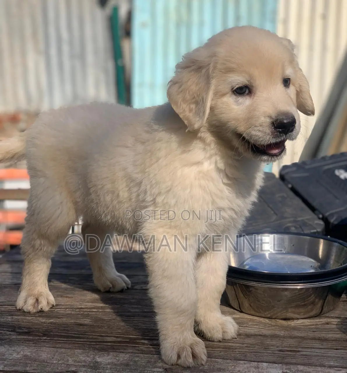 1-3 months Female Purebred Golden Retriever