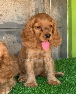 1-3 months Male Purebred Cocker Spaniel - thumbnail 2