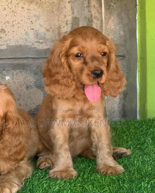 1-3 months Male Purebred Cocker Spaniel - main view