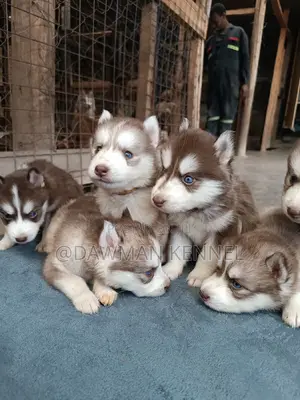 1-3 months Male Purebred Siberian Husky