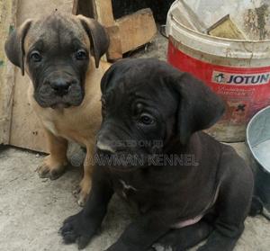 1-3 months Male Purebred Boerboel - thumbnail 2