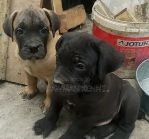 1-3 months Male Purebred Boerboel