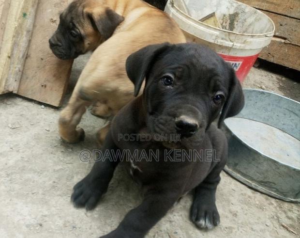 1-3 months Female Purebred Boerboel