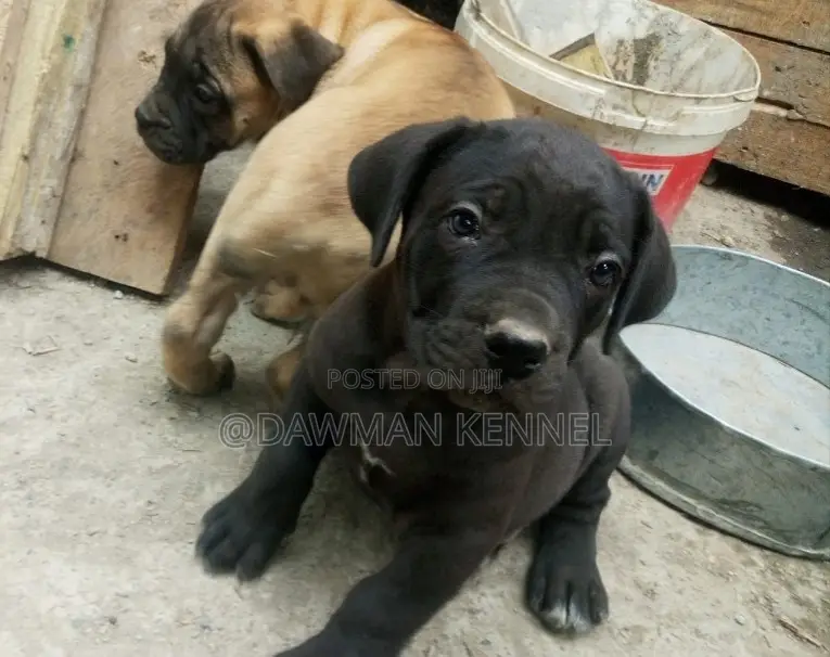 1-3 months Female Purebred Boerboel