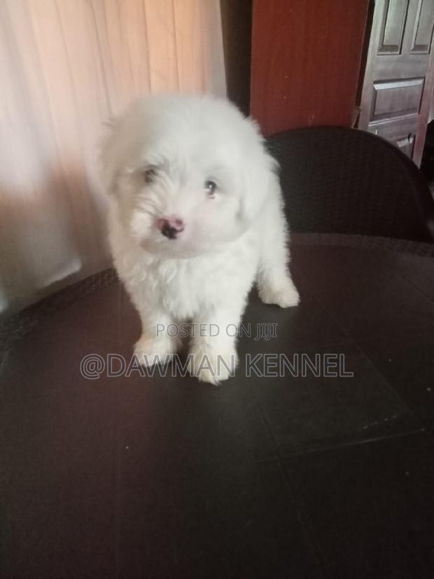 1-3 months Male Purebred Havanese - main view