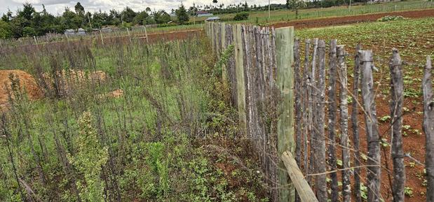 1⁄4 Plot for Sale in Kaptuli Chembulet Dispensary Eldoret - thumbnail 9