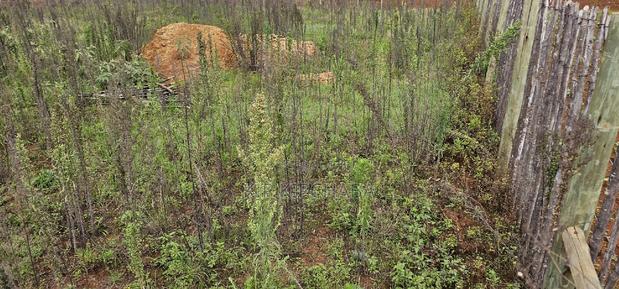 1⁄4 Plot for Sale in Kaptuli Chembulet Dispensary Eldoret - thumbnail 10