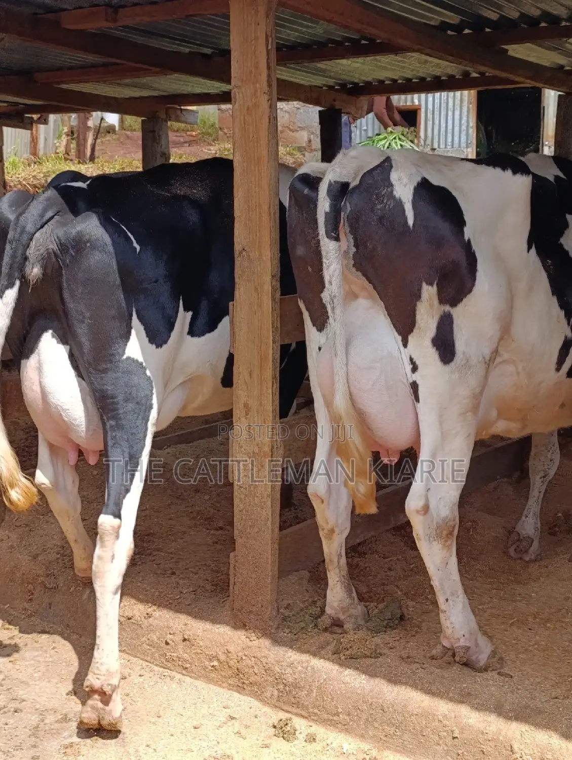 Holstein Friesian Dairy Cow