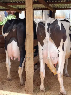 Holstein Friesian Dairy Cow