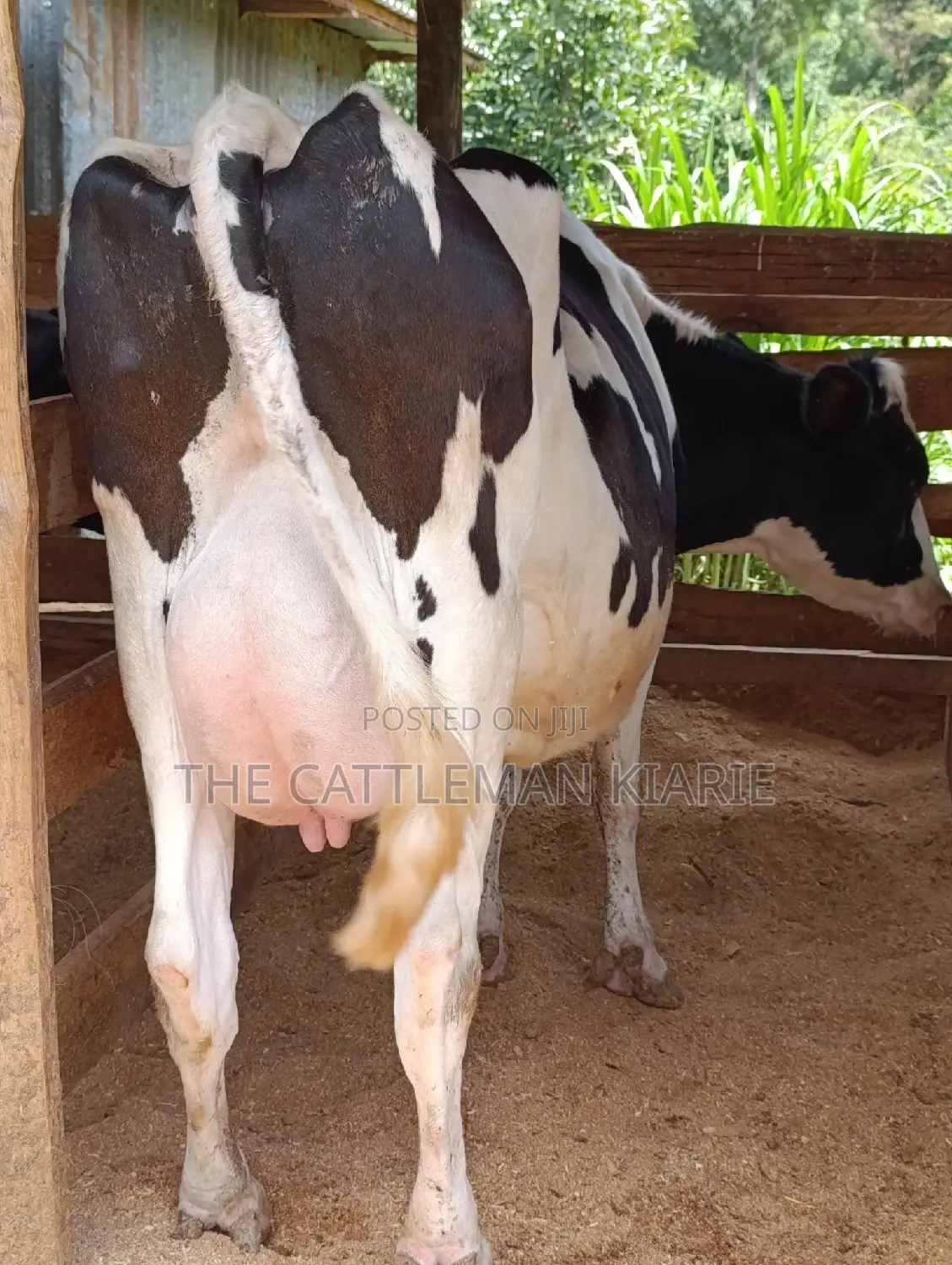 Holstein Friesian Dairy Cow
