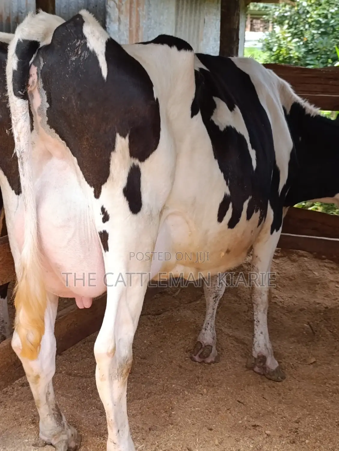 Holstein Friesian Dairy Cow