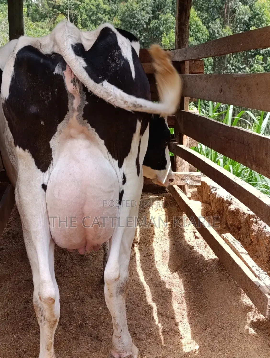 Holstein Friesian Dairy Cow