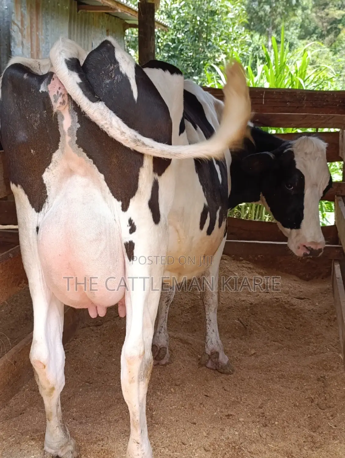 Holstein Friesian Dairy Cow
