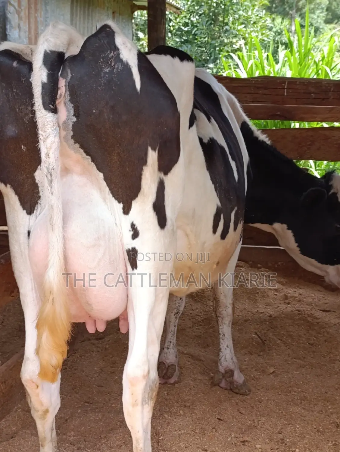 Holstein Friesian Dairy Cow