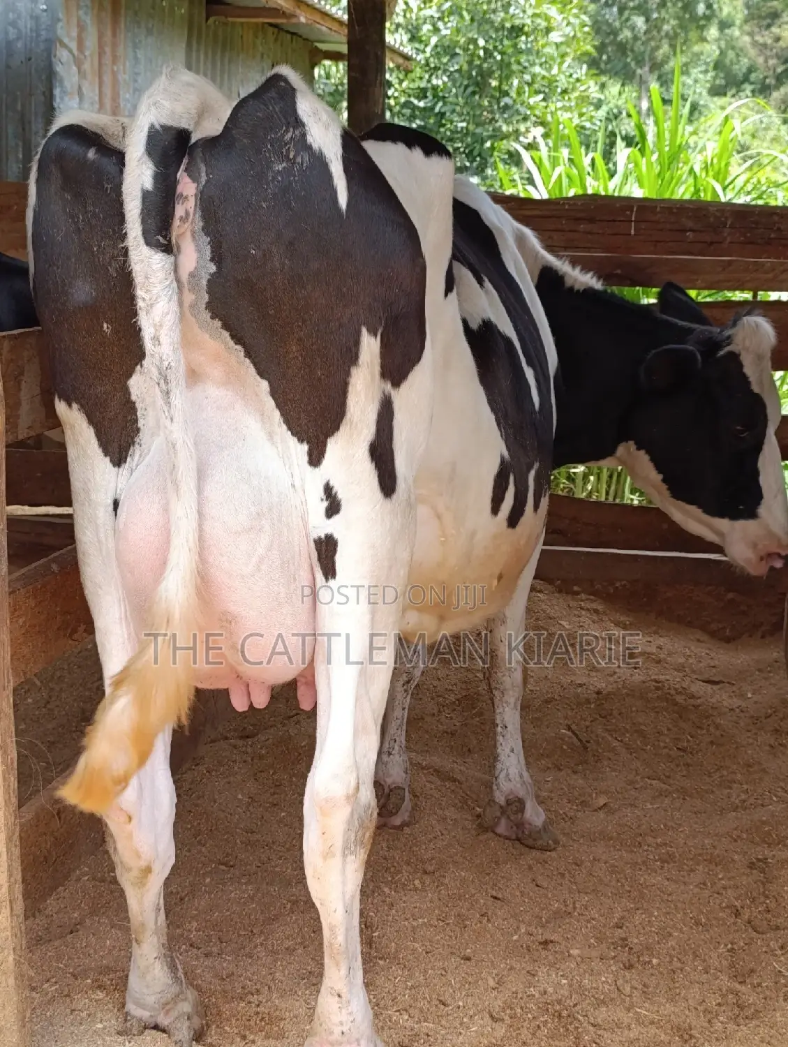 Holstein Friesian Dairy Cow