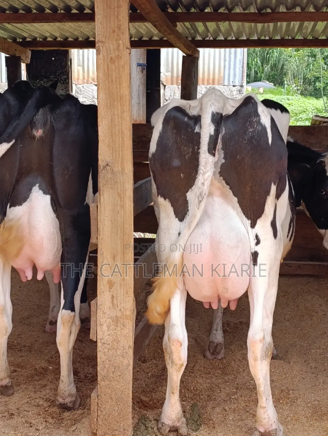 Holstein Friesian Dairy Cow