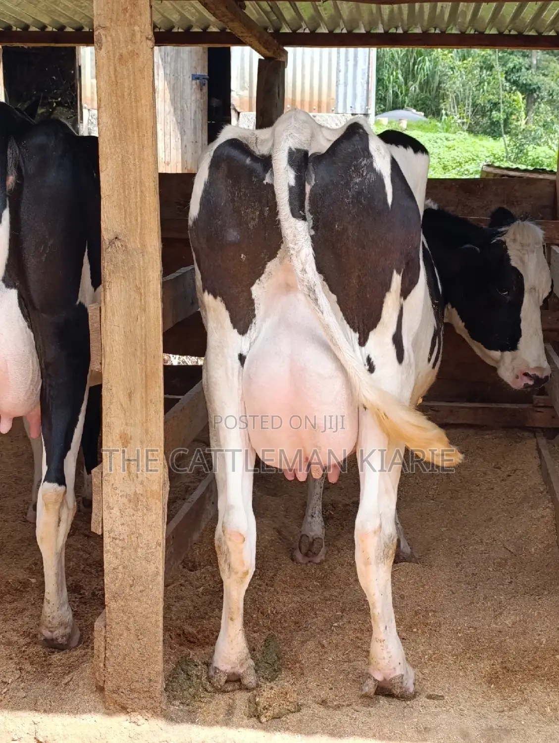 Holstein Friesian Dairy Cow