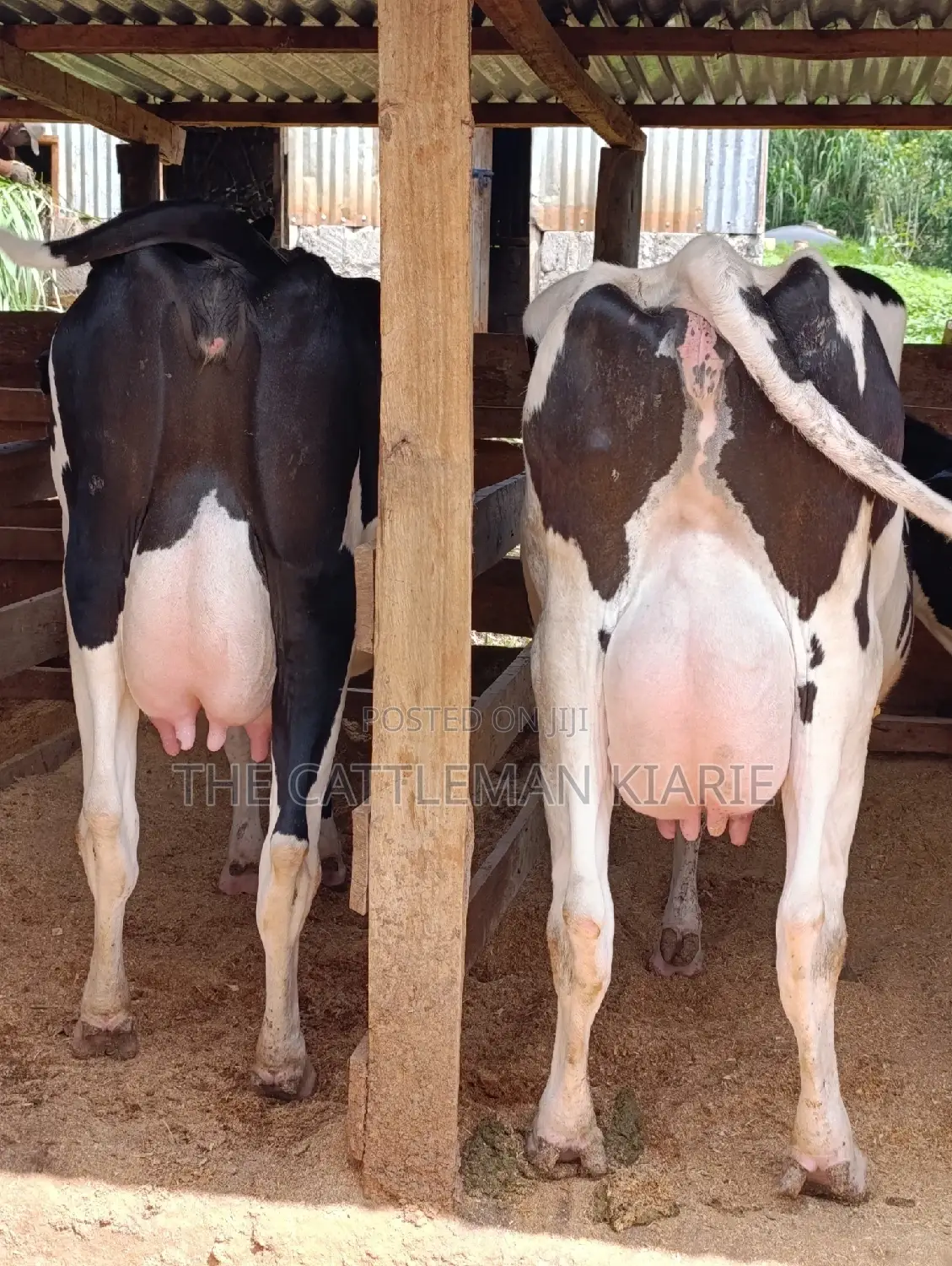 Holstein Friesian Dairy Cow