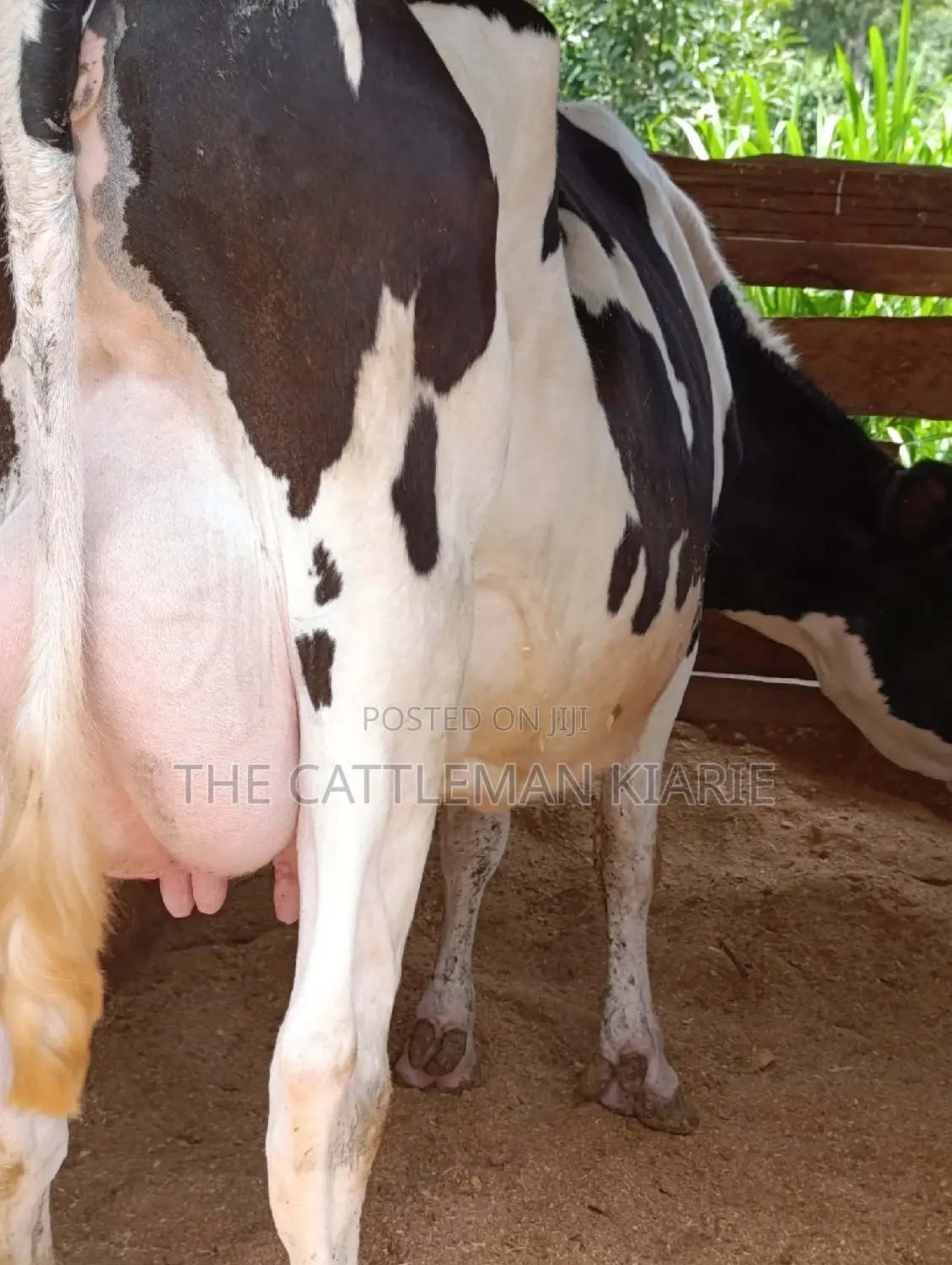 Holstein Friesian Dairy Cow