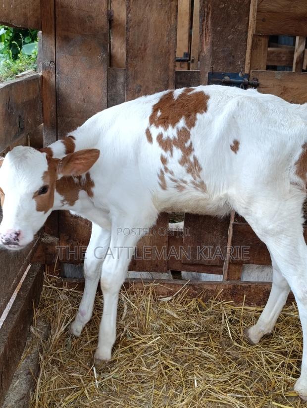 Red Friesian Ayrshire Calf - main view