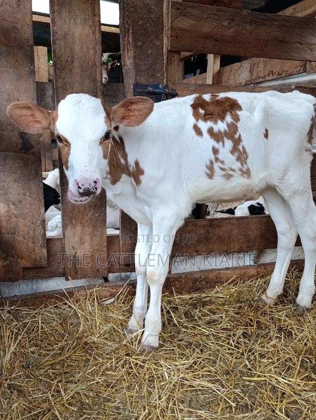 Red Friesian Ayrshire Calf - thumbnail 2