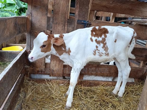 Red Friesian Ayrshire Calf - thumbnail 3