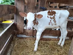 Red Friesian Ayrshire Calf