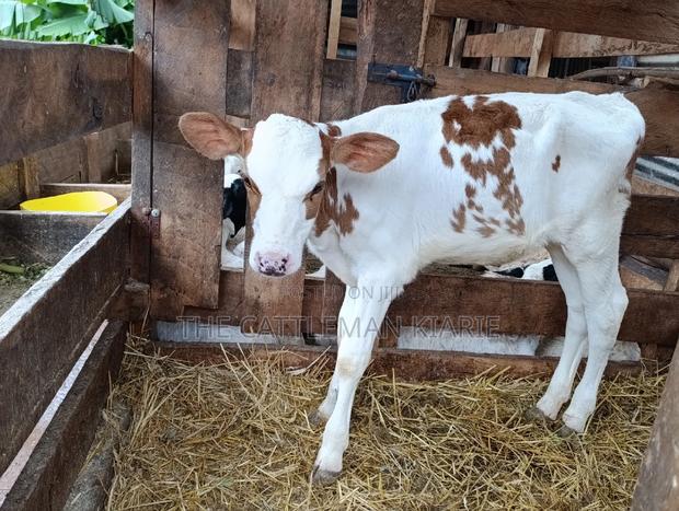 Red Friesian Ayrshire Calf - thumbnail 4