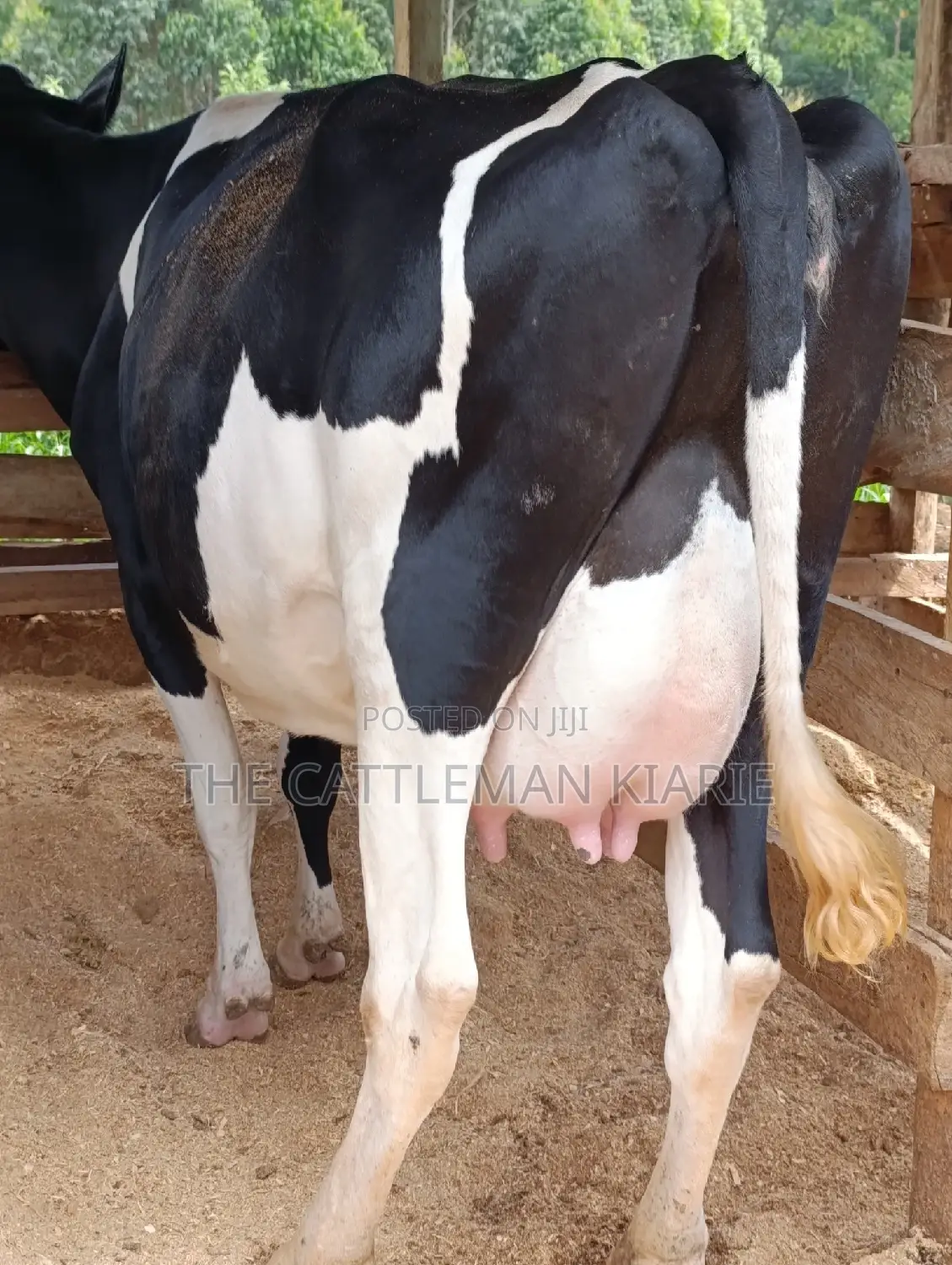 Friesian Heifer