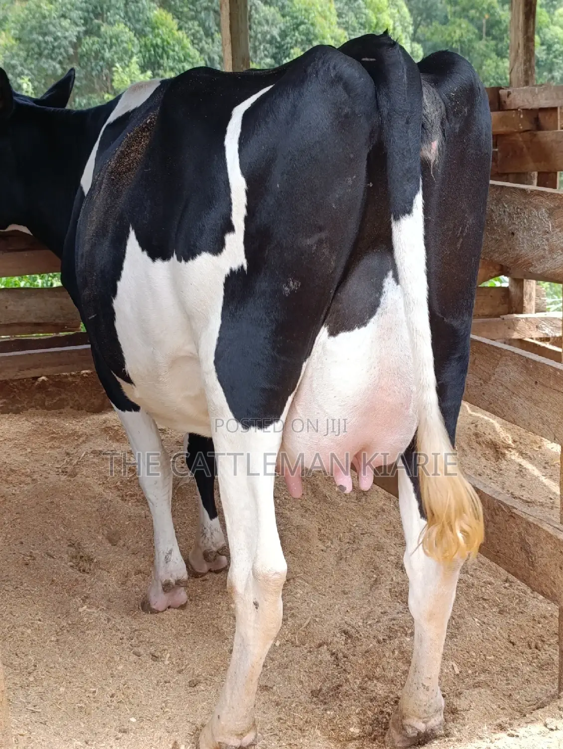 Friesian Heifer