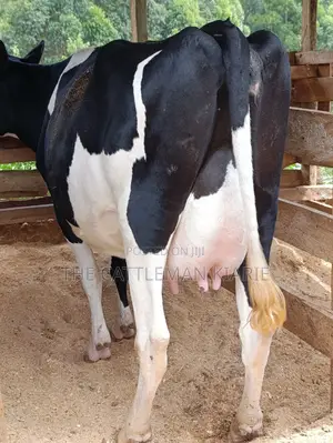 Friesian Heifer