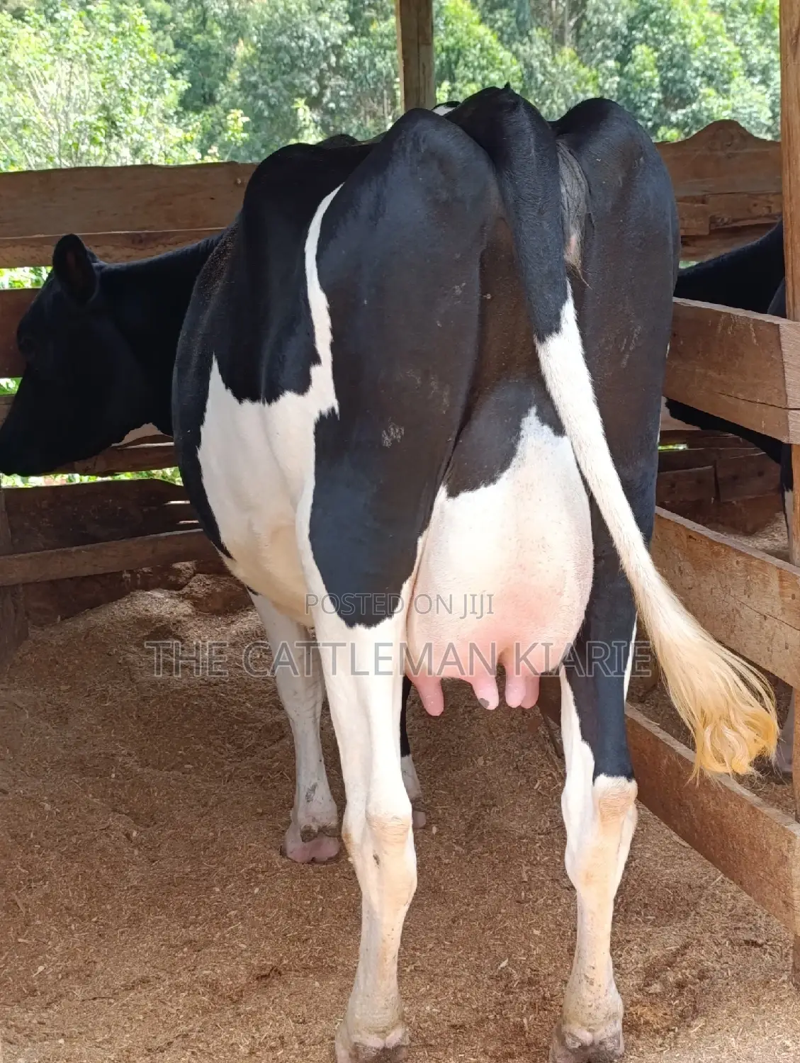Friesian Heifer