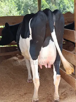 Friesian Heifer
